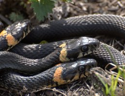 -"ужи Путина"-