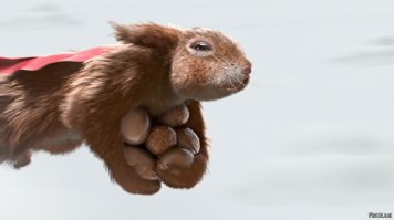 Гибкая белка стала героиней фотошоп-битвы