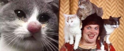 В пчелах ли дело?