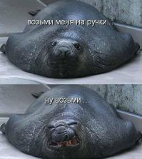 Субботние тюлени 