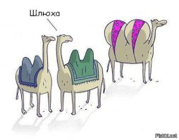 Смешные и пошлые картинки 