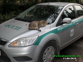 Свежая подборка автоприколов