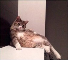 Моя кошка и то сексуальнее