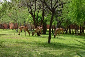 Вот, как то так. Это вам не зоопарк.