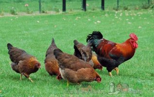 Житель Кувейта женился на четырех красотках разом, чтобы отомстить бывшей 