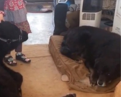 Счастливый и добрый ребенок!!! А пока родителей небыло дома, фотки,  думаю он снимал?!