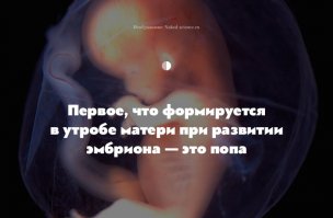 Попа - самая важная часть в организме человека. Именно к ней крепится позвоночник и остальное навесное оборудование)