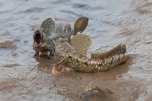 Двоякодышащие (лат. Dipnoi) — надотряд, древняя группа пресноводных лопастепёрых рыб, обладающих как жаберным, так и лёгочным дыханием. В настоящее время двоякодышащие представлены только двумя отрядами — рогозубообразными, распространённые в Африке и Австралии, и двулёгочникообразными или лепидосиренообразными из Южной Америки. Иногда эти отряды объединяют в один отряд рогозубообразных.

Современных двоякодышащих 6 видов: австралийский рогозуб, четыре вида африканских протоптеров и южноамериканский чешуйчатник.

В качестве органов лёгочного дыхания функционируют один либо два пузыря, открывающиеся на брюшной стороне пищевода. Это позволяет двоякодышащим существовать в обеднённых кислородом водоёмах. У рогозуба одно лёгкое, у остальных двоякодышащих — два.
Илистый прыгун,не относящийся к двоякодышащим,также может некоторое время находиться на суше,усваивая кислород через кожу и рот.