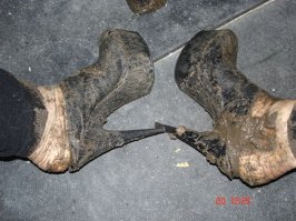 Звезды, оголившиеся на красной дорожке по самое не балуйся