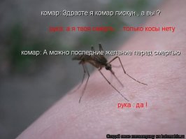 вот въезд в самое комариное царство.