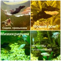 Итак, по поводу моллинезий. Сегодня 5 замечательных, в меру упитанных, совершенно здоровых, активных и милых рыбок оказались у меня! Привезла домой и затеяла генуборку в своей банке. Мои рыбки просто ошалели. Привыкли жить в спартанских условиях   мощный фильтр справляется ;-). Но новых жильцов мы встречали чистотой и заботой. Думаю, им у нас будет хорошо ( по крайней мере не хуже;-) ) - все же на расширение жилплощади ушли))))
Во-вторых, по поводу пугающего ника. Было бы куда более пугающий ник типа "Милый Одуванчик" :-) а так рыбок принёс приятный молодой человек, который попутно снабдил тем, что древности само по себе считалось валютой!!! (Специи, конечно)
Так что, хочется сказать:"Спасибо, Вадим! Обязуюсь рыбкам устроить райскую жизнь, а остальное использовать по назначению - в блюда разных кухонь мира!"))))
Ну и фото: