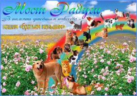 Эти трогательные прощальные снимки домашних любимцев заставят вас расплакаться