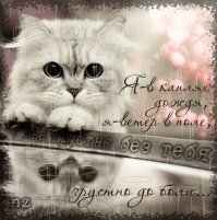 Эти трогательные прощальные снимки домашних любимцев заставят вас расплакаться