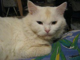 Мой кот Пусян, 14 лет, умер в январе