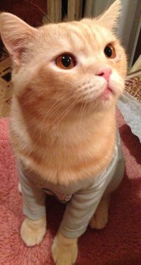 Для  моего Макса страшнее пылесоса, может быть только переодевание в пупсика)) В одёжке он может  либо лежать, либо сидеть, и шевелить при этом только огромными глазюками))