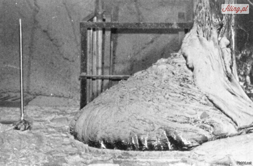 Лишь что ляпнуть!

На фотографии верх "слоновьей ноги" под 4-м реактором ЧАЭС.

В момент обнаружения нога светила 8000Р/ч.

Для понимания острая лучевая болезнь наступает при 100-600Р, при облучении 12000Р "смерть под лучем".
Т.е. пребывание рядом с ногой в течении 2-5 минут и мучительная смерть от рака крови гарантирована, вопрос времени! Пребывание в течении одного часа не позволило бы прожить второй.