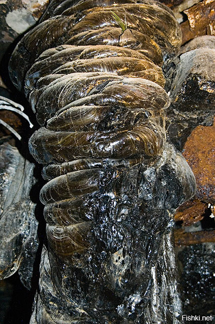 Лишь что ляпнуть!

На фотографии верх "слоновьей ноги" под 4-м реактором ЧАЭС.

В момент обнаружения нога светила 8000Р/ч.

Для понимания острая лучевая болезнь наступает при 100-600Р, при облучении 12000Р "смерть под лучем".
Т.е. пребывание рядом с ногой в течении 2-5 минут и мучительная смерть от рака крови гарантирована, вопрос времени! Пребывание в течении одного часа не позволило бы прожить второй.