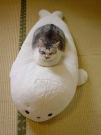 15 самых многочисленных подводных сил флота стран мира