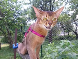 Моя хищница.