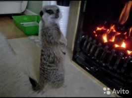 мне вот домашние ламы нравятся...и сурикаты. Идешь такой домой довольный, а дома тебя лама Люся ждет)и прямо таки еще довольнее от осознания этого..Или парочка сурикатов дырочку мирно в стене ковыряют...и все такие вечером со шпицами и йорками, а ты с ламой))))...не заведу конечно...но ...