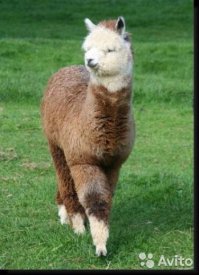 мне вот домашние ламы нравятся...и сурикаты. Идешь такой домой довольный, а дома тебя лама Люся ждет)и прямо таки еще довольнее от осознания этого..Или парочка сурикатов дырочку мирно в стене ковыряют...и все такие вечером со шпицами и йорками, а ты с ламой))))...не заведу конечно...но ...