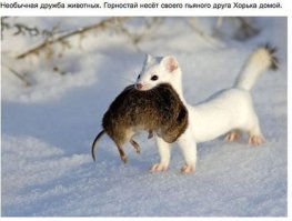 Настоящая взаимовыручка выглядит именно так 