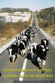 На водопой))))