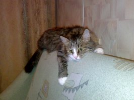 А вот и моя красавица-доча, да-да, после 16-ти лет наша Муся, полноценный член семьи!