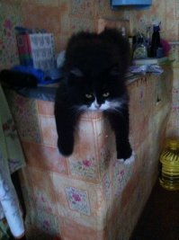 Кошка живёт у нас давно, но только когда появился сын, мы поняли какая ласковая она бывает. Она терпела раньше его обнимания, а сейчас ждёт его поглаживания )) 
НО, может скажете мне, люди добрые, почему кошка на Любом стуле, диване, свешивает вперёд ОБЕ передние лапы??? Я могу целый коллаж сделать, где она в одной и той же позе но на разных подставках )
 Кошку зовут Марта, мы ласково её называем -Остеохондроз передних конечностей.