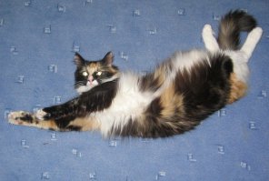 18 причин, почему рыжие коты самые лучшие