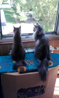 Самые лучшие не рыжие, а те кто рядом живут. Справа подобранная с улицы, слева из питомника. Уличная не такая наглая и гордая...
