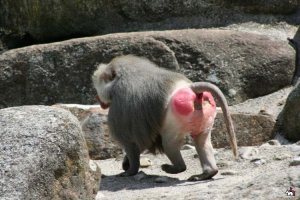 Косплей "Хищника" от СК "Витязи"