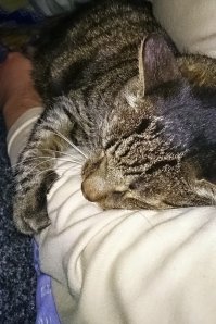 А я для своего котэ по имени Пусик песенку придумал, пел ему когда он был жив:
"Пусики, пусики 
Беленькие усики

Лапки есть и хвостик
И холодный носик
А ещё у Пусика тё-ё-ёёёпленькое пузико..."
И тут надо ему пузико почесать... :)
====
Вот мой котэ в 17 лет, за пару часов  до смерти, он долго болел  и не кушал ничего вообще от того и похудел ( рак кишечника) 
Моя рука и Пусик  очень сильно ему больно сейчас, но когда держал меня за руку, то успокаивался и даже кемарил....