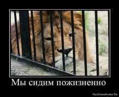 Самый грустный белый медведь в мире скончался после 22 лет жизни в бетонной яме