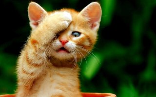 18 причин, почему рыжие коты самые лучшие