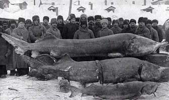 Это белуга. Но тоже из семейства осетровых.