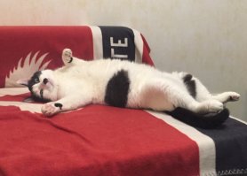 Значит мой Адольф постоянно привлекает мое внимание. А я-то думал, что он просто очень разговорчивый