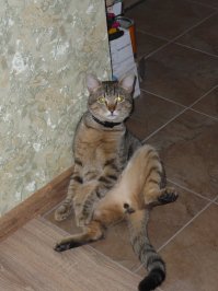 10 интересных фактов о кошках