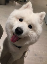 21 доказательство того, что лайки-самоеды — само совершенство