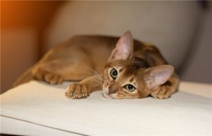 18 причин, почему рыжие коты самые лучшие