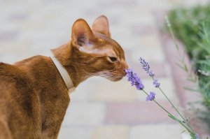 18 причин, почему рыжие коты самые лучшие