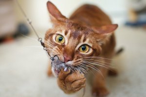 18 причин, почему рыжие коты самые лучшие