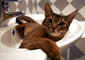 18 причин, почему рыжие коты самые лучшие