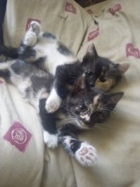 Отдам две наглые морды 1.5 мес. СПБ. Задрали дома кипиш устраивать. 2х забрали, 2е осталось.