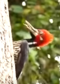 дятел явно упорот и ему это нравится