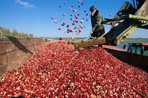 Сбор клюквы промышленным способом.