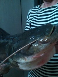 Да есть ещё рыбка в Волге. Прошедшей зимой муж добыл сомика.