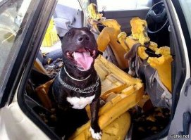 Свежая подборка автоприколов