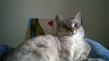 Всё это ерунда, просто автору попадались дебильные коты, которые не в состоянии усвоить воспитательные воздействия. 
Вот мой красавец и умник, со всеми причиндалами, но все дела строго в лоток, когти точит об специально предназначенный автомобильный ковер, по столам и мусорным ведрам не лазит, а в качестве игрушек использует безхозные предметы, типа закатившейся под диван пробки из под шампанского. Никогда не ляжет на документы, или ноутбук, где бы они не находились, не разбудит утром, потому что жрать захотел, и т.д. Главное-правильно объяснить.)