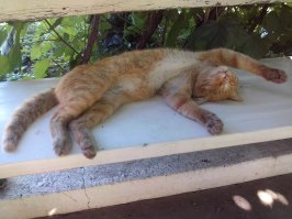 Забрали с фермы у дядьки, когда ещё мелкий был. На ферме до него никому дела не было, даже кормить забывали, питался добычей кузнечиков. Когда забрали и везли домой, то он всю дорогу в душу смотрел. Сейчас вот такой вот любитель поспать) Мышей ловит на 5+.